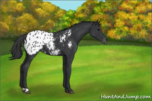 Horse Color:Black Appaloosa 