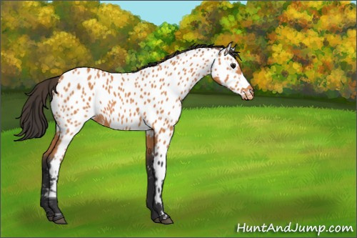 Horse Color:Bay Appaloosa 