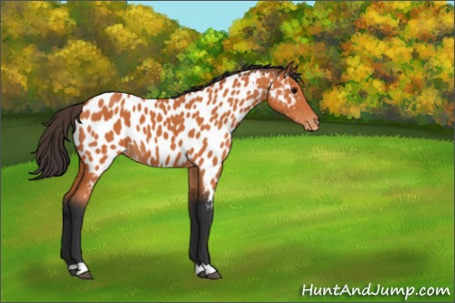 Horse Color:Bay Appaloosa 