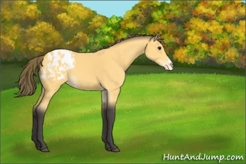 Horse Color:Buckskin Appaloosa 