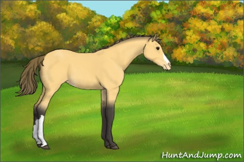 Horse Color:Buckskin Appaloosa 