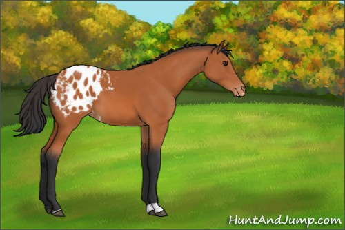 Horse Color:Bay Appaloosa 