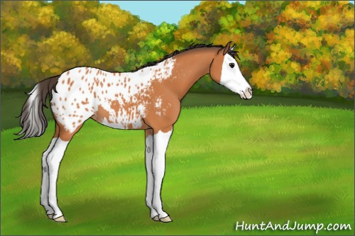 Horse Color:Bay Splash Appaloosa 