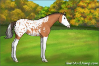 Horse Color:Bay Splash Appaloosa 