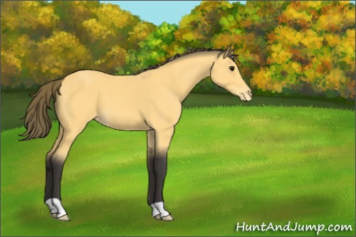 Horse Color:Buckskin Appaloosa 
