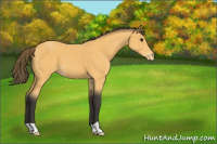 Horse Color:Buckskin Appaloosa