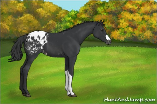 Horse Color:Black Appaloosa 