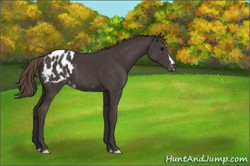 Horse Color:Smoky Black Appaloosa 