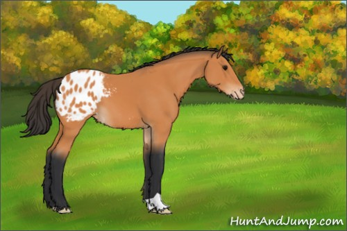 Horse Color:Bay Appaloosa 