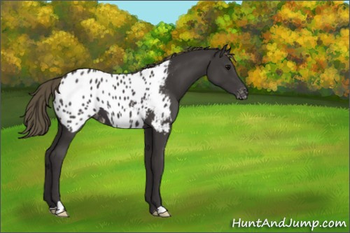 Horse Color:Smoky Black Appaloosa 