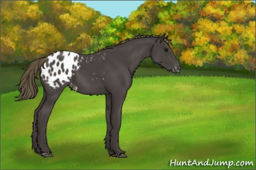 Horse Color:Smoky Black Appaloosa 