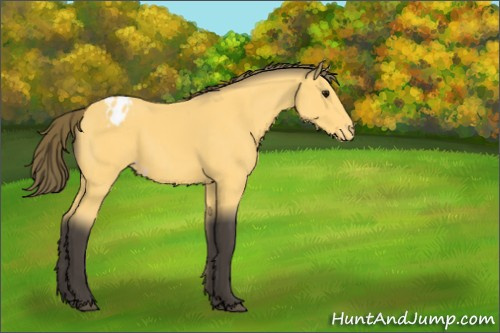 Horse Color:Buckskin Appaloosa 