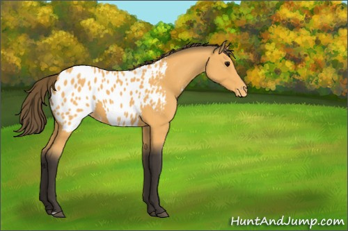 Horse Color:Buckskin Appaloosa 