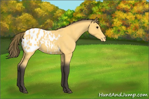 Horse Color:Buckskin Appaloosa 