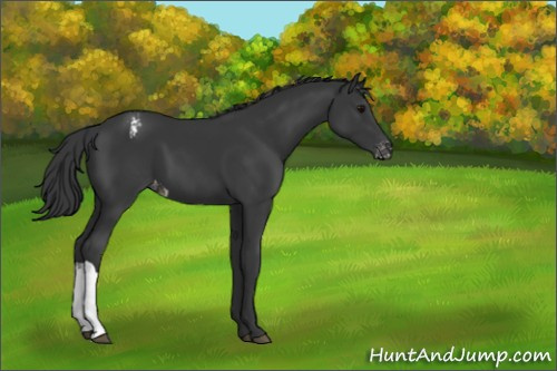 Horse Color:Black Appaloosa 