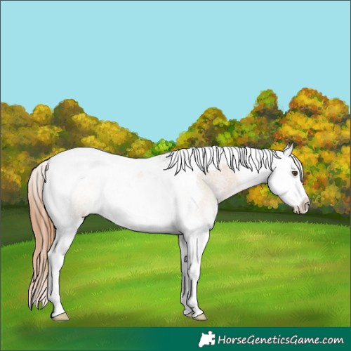 Horse Color:Red Dun Roan Splash Tobiano Appaloosa Rabicano 