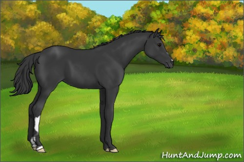 Horse Color:Black 
