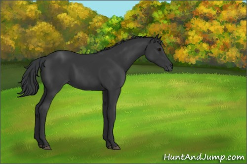 Horse Color:Black 