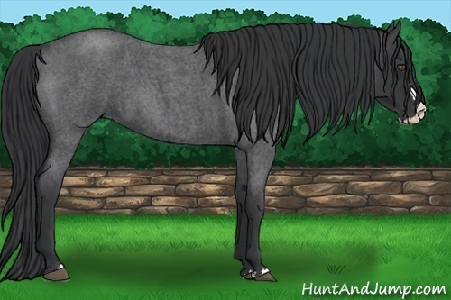 Horse Color:Blue Roan Splash 