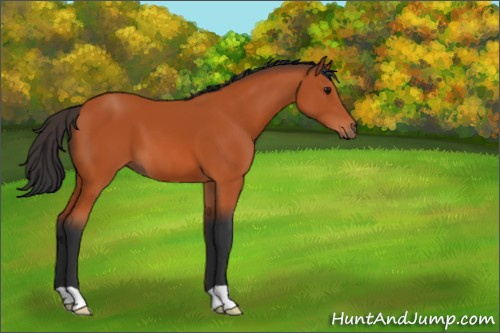 Horse Color:Bay 