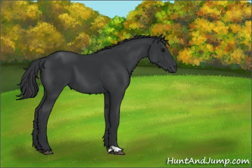 Horse Color:Black 