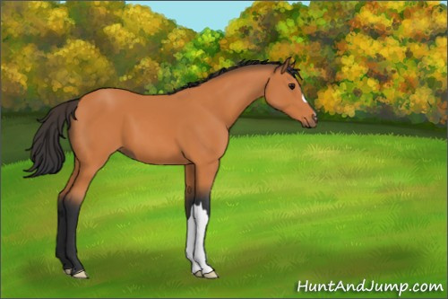 Horse Color:Bay 