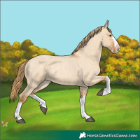 Horse Color:Red Dun Roan Splash Frame Rabicano 