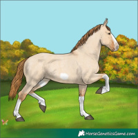 Horse Color:Red Dun Roan Splash Frame Rabicano 