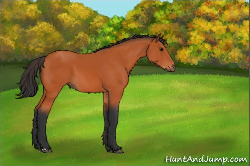 Horse Color:Bay 
