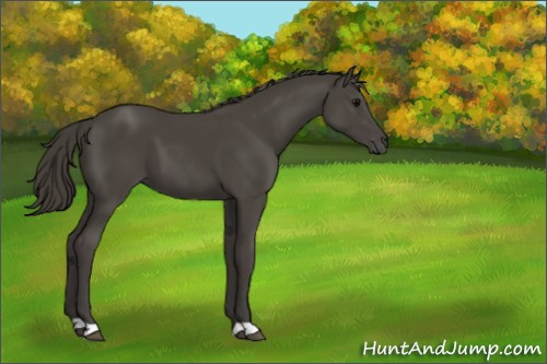Horse Color:Smoky Black 