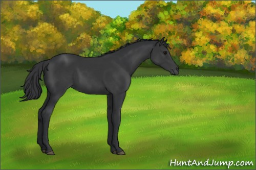Horse Color:Black 