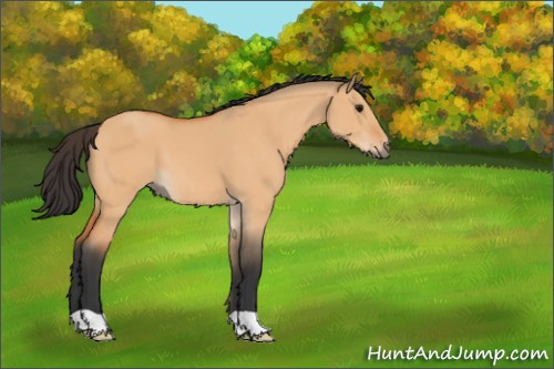 Horse Color:Bay Dun 