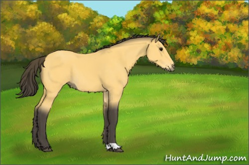 Horse Color:Buckskin 