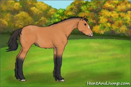 Horse Color:Bay 
