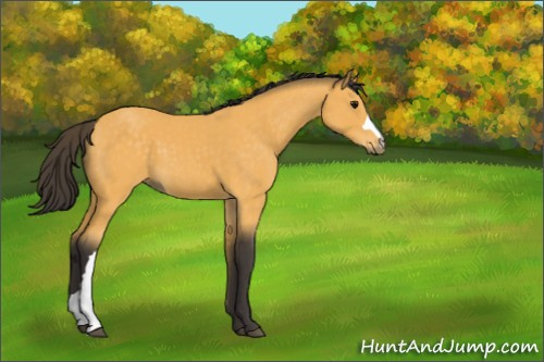 Horse Color:Buckskin 