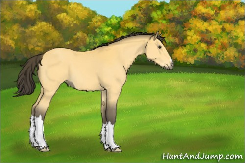 Horse Color:Buckskin 