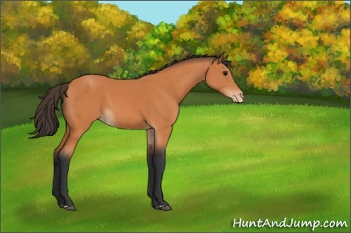 Horse Color:Bay Appaloosa 