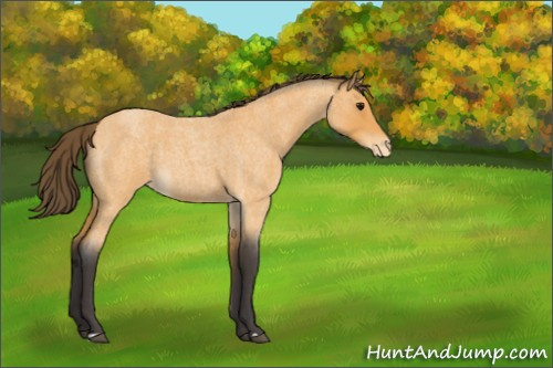 Horse Color:Buckskin Roan Appaloosa 
