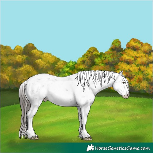 Horse Color:Liver Chestnut Sabino and Liver Chestnut Sabino