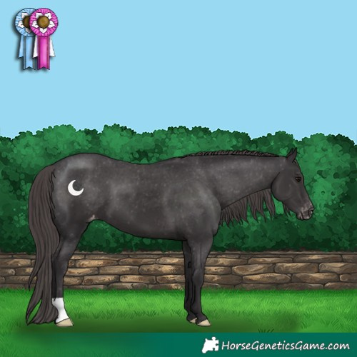 Horse Color:Smoky Black Varnish