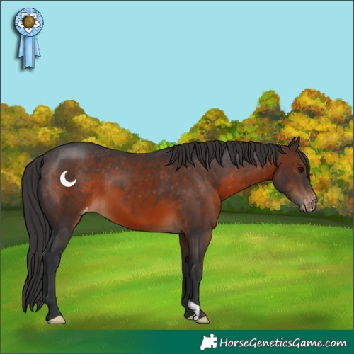 Horse Color:Brown Appaloosa 