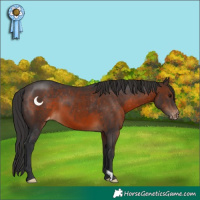 Horse Color:Brown Appaloosa 