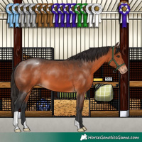 Horse Color:Brown Appaloosa 