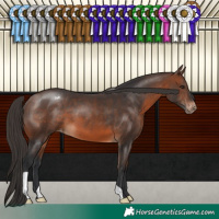 Horse Color:Brown Appaloosa 