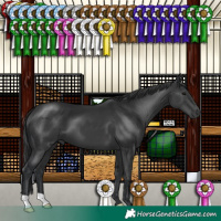 Horse Color:Black 
