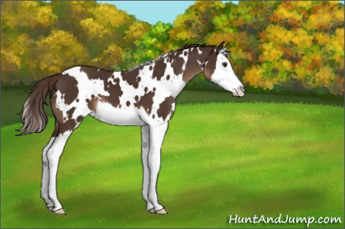 Horse Color:White Spotted Liver Chestnut Splash 