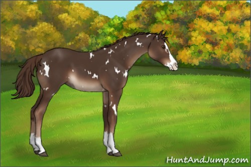 Horse Color:White Spotted Liver Chestnut Splash 