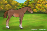 Horse Color:Chestnut Tobiano