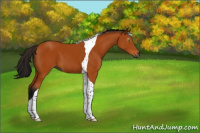 Horse Color:Gray Buckskin Tobiano