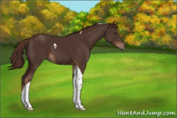 Horse Color:Liver Chestnut Tobiano 